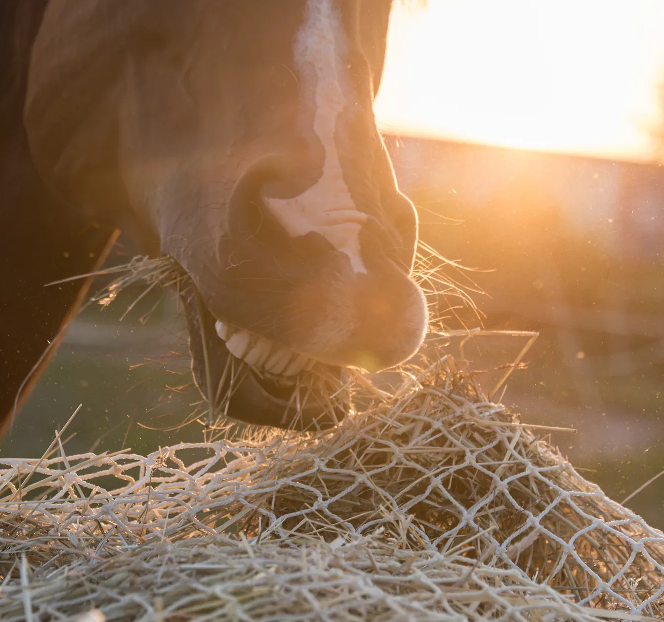 Pferd frisst Heu aus einem Heunetz im Gegenlicht